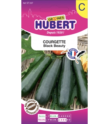 Courgette Black Beauty