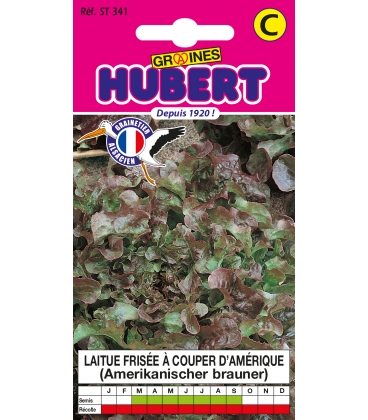 Laitue Fris&eacute;e &agrave; Couper d'Am&eacute;rique