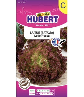 Laitue Lollo Rossa