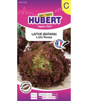 Laitue Lollo Rossa