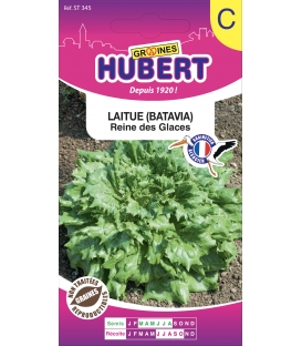 Graines de Laitue Batavia Reine des Glaces