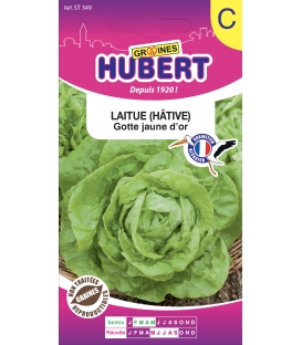 Graines de Laitue H&acirc;tive Gotte Jaune D'Or &copy;Images prot&eacute;g&eacute;es t