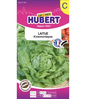 Laitue Kinemontepas