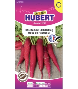 Radis Rose de Paques "Ostergruss"