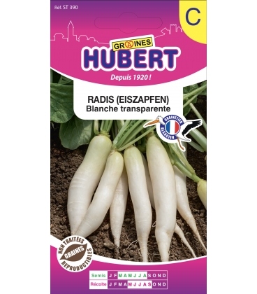 Radis Chandelle de Glace "Eiszapfen" Blanche Transparente