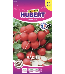 Radis Saxa 2 rond rouge