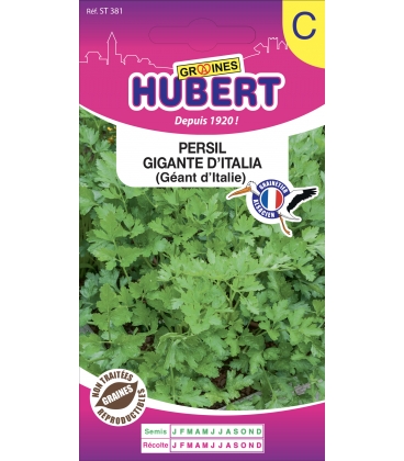 Persil Gigante d'Italia (G&eacute;ant d'Italie)