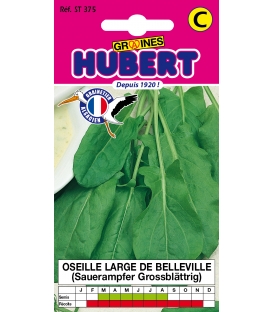 Oseille Large de Belleville