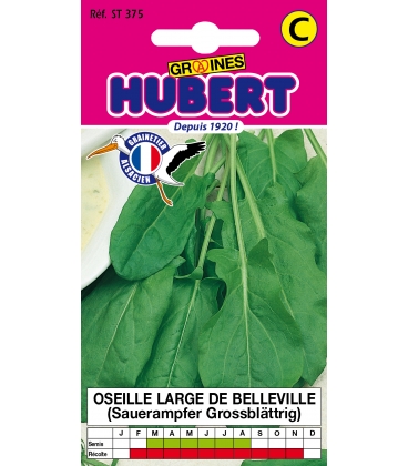 Oseille Large de Belleville