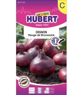 Oignon de Brunswick