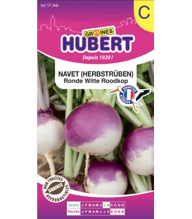 Navet Ronde Witte Roodkop "Herbstrüben"
