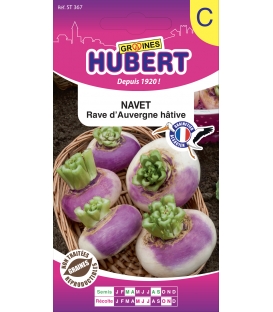 Navet Rave d'Auvergne H&acirc;tif