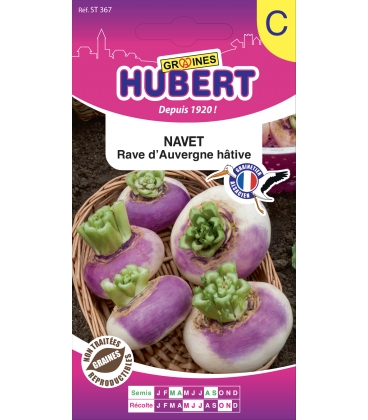 Navet Rave d'Auvergne H&acirc;tif