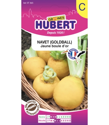 Navet Jaune Boule d'Or - Goldball