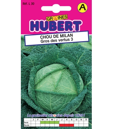 Chou de Milan Gros des Vertus 3 - Sp&eacute;cial choucroute