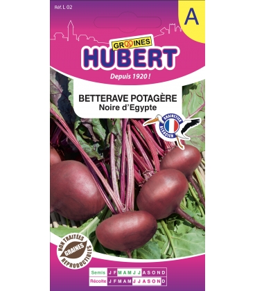 Betterave Noire D'Egypte