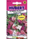 Clarkia Elégant Double Varié