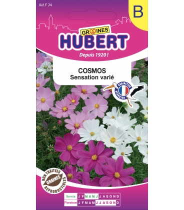 Cosmos Sensation Vari&eacute;