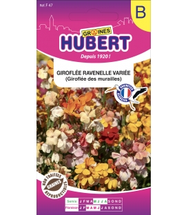Giroflée Ravenelle Variée "Giroflée des Murailles"