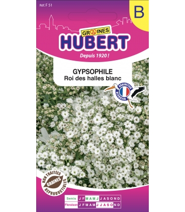 Gypsophile Roi des Halles Blanc