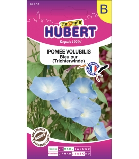 Ipomée Volubilis Bleu Pur