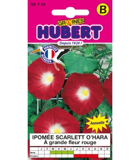 Ipomée Scarlett O'Hara à Grande Fleur Rouge