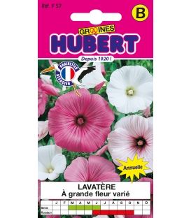 Lavat&egrave;re &agrave; Grande Fleur Vari&eacute;e &copy; Image prot&eacute;g&eacute;e t&eacute;l&eacute;chargement interdit !