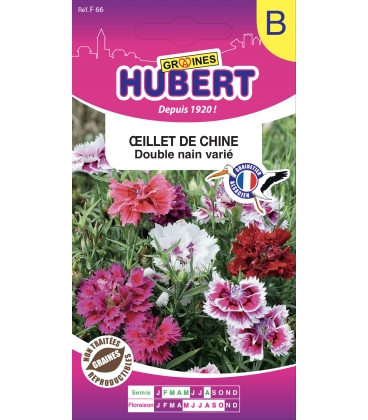 Oeillet de Chine Double Nain Vari&eacute;
