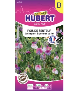 Pois de Senteur Grimpant Spencer Varié