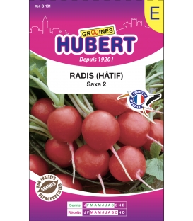 Radis Saxa 2 Rond Rouge Format ECO