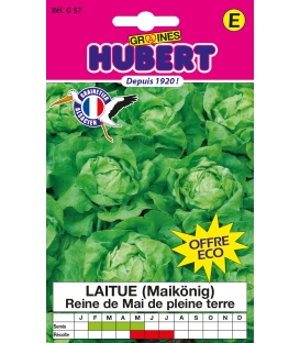 Laitue Reine de Mai Hâtive format ECO