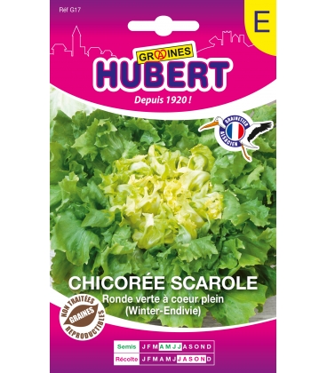 Chicor&eacute;e Scarole Ronde Verte &agrave; Coeur Plein ECO
