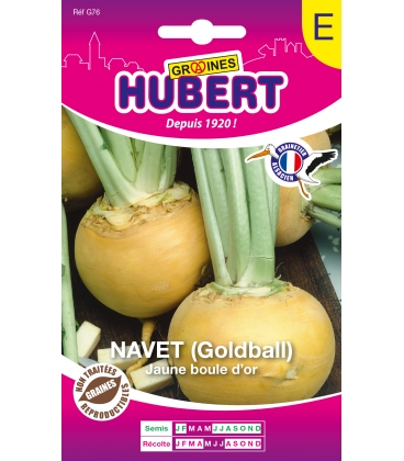 Navet Jaune Boule d'or - Golball Format ECO