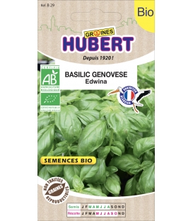 Basilic Genovèse Edwina BIO