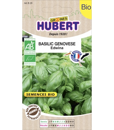 Basilic Genov&egrave;se Edwina BIO