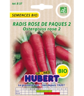 Radis Rose de P&acirc;ques 2 - Ostergruss Rosa 2 BIO
