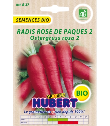 Radis Rose de P&acirc;ques 2 - Ostergruss Rosa 2 BIO