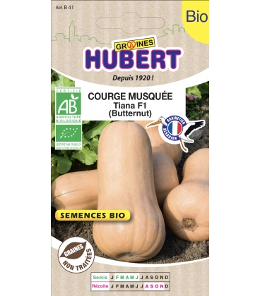 Courge Musqu&eacute;e BIO Tiana F1 - Butternut