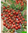 Tomate Cerise Red Cherry BIO