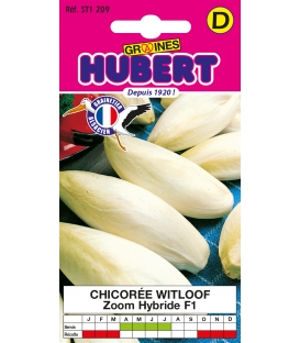 Chicorée Endive Witloof Zoom F1