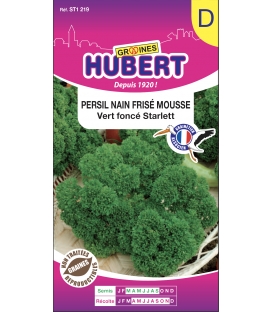 Persil Frisé Starlett