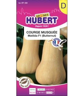 Courge Musquée Matilda F1 Butternut