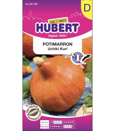 Potimarron Uchiki Kuri