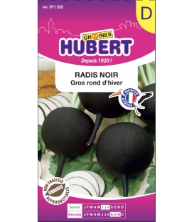 Radis Noir Rond d'Hiver