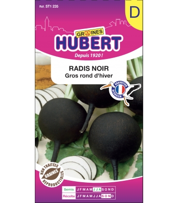 Radis Noir Rond d'Hiver