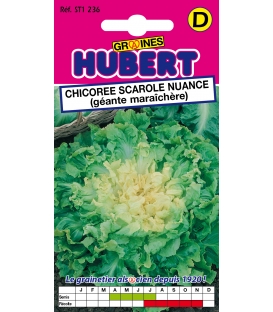 Chicor&eacute;e Scarole Nuance G&eacute;ante Mara&icirc;ch&egrave;re &copy; Images prot&eacute;g&eacute;es t&eacute;l&eacute;chargement interdit !