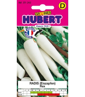 Radis Rave Blanc Eiszapfen REX