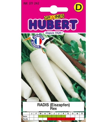 Radis Rave Blanc Eiszapfen REX