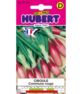 Ciboule Commune Rouge