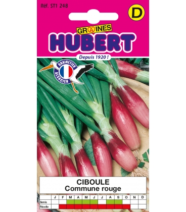 Ciboule Commune Rouge